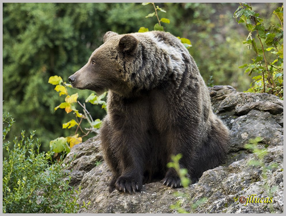 Oso pardo ibérico
Ursus arctos pyrenaicus.
Parque Natural El Hosquillo.
#ZascandileandoPorCLM #Parquenaturalserraniadecuenca #cuencaesunica #Cuenca #zascandileandoporcuenca #descubrecuenca #igerscuenca