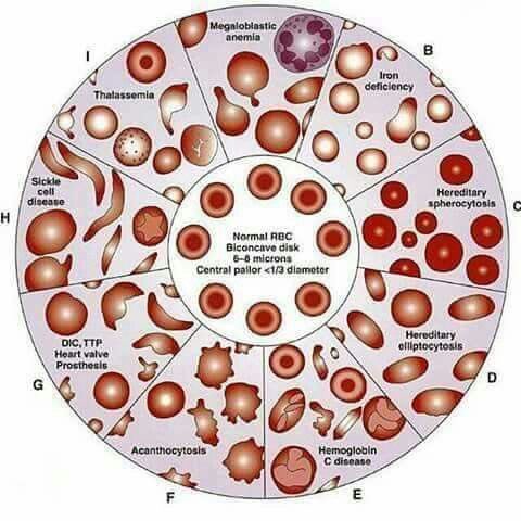 MedicaLab_'s tweet image. Erythrocytes