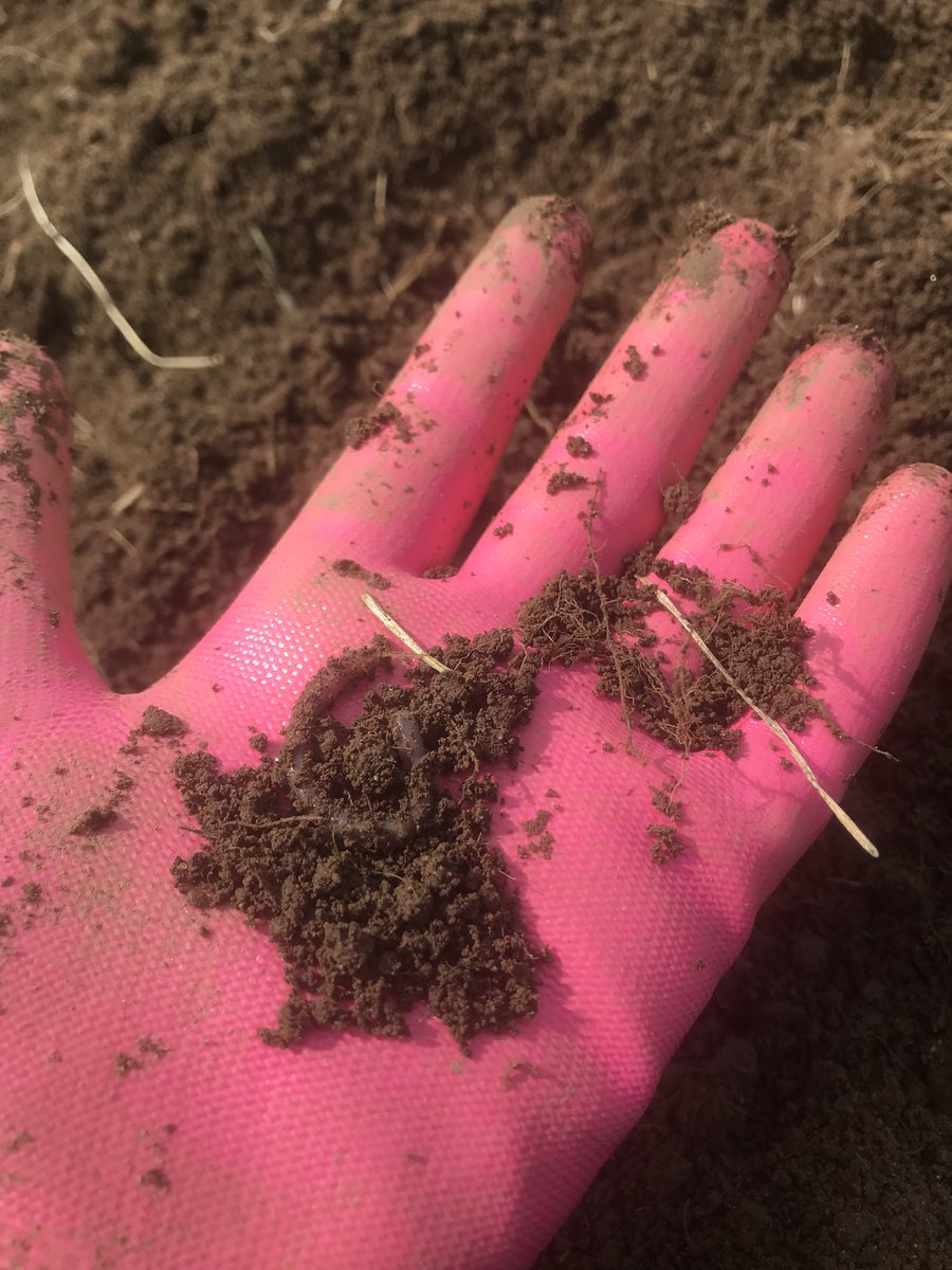SarahBethBoss12's tweet photo. When life is hard and unfair, playing in the garden can make it a bit brighter 💚💚 #dirtlove https://t.co/oVIE56GL0c