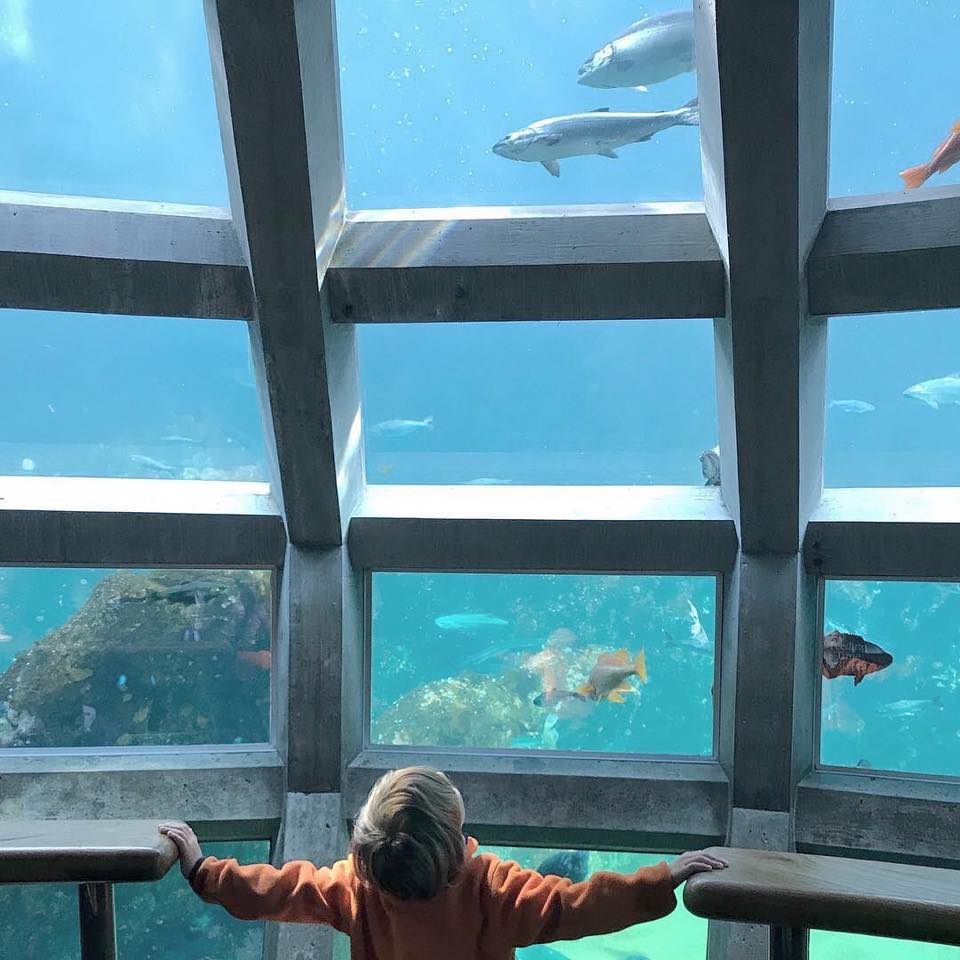 The Underwater Dome exhibit. 
Staring encouraged.
*Neck braces not provided.