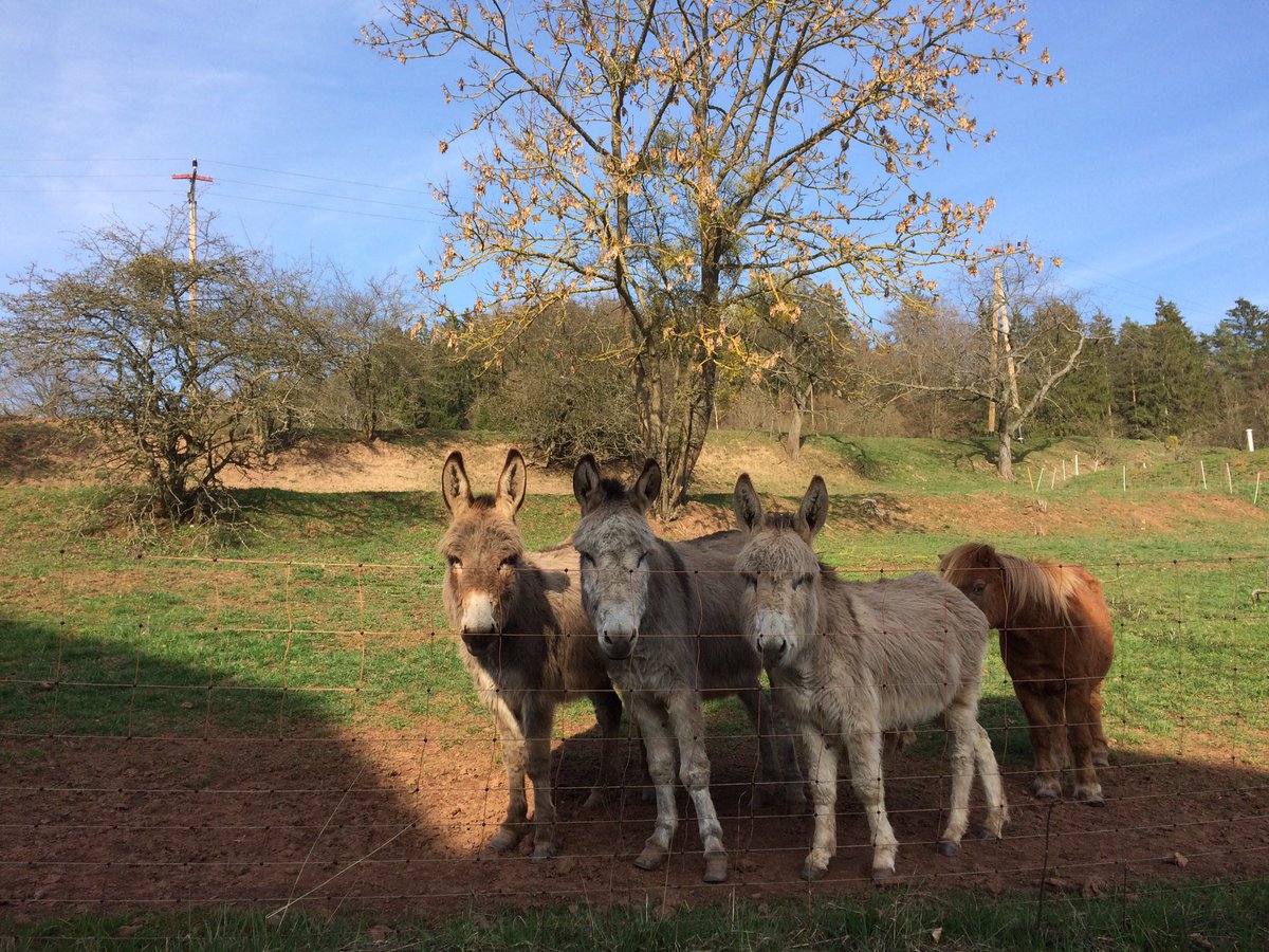 Reinhard Fuchs tweet media