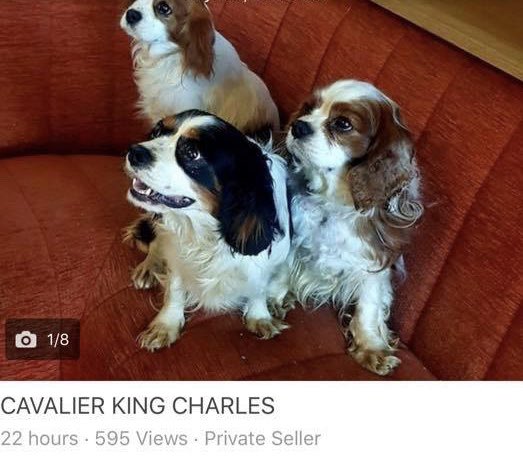 CavaliersInNeed photo