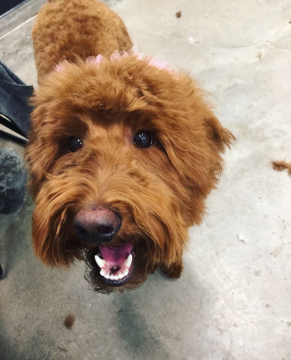 PawCommons's tweet image. Someone’s happy after a spa day! 🛁
.
.
. When was the last time your pup joined us for grooming?
.
.
.
.
#dog #dogs #doggydaycare #sandiego #baypark #hillcrest #encinitas #gilbert #california #arizona #kissmypaws #pawcommons #saturday #goldendoodle #doodle #grooming #spaday