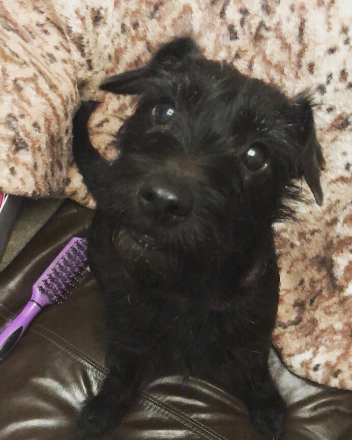 My dogs cuter than yours 😍😍