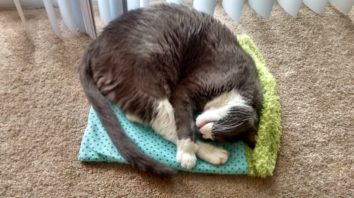 SillyFrogger's tweet photo. Remembering Frogger @SillyFrogger - Gotcha Day 7 July 2012-OTRB 30 March 2018. Always loved. https://t.co/kgZodBVw8h