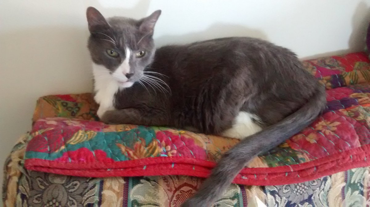 SillyFrogger's tweet photo. Remembering Frogger @SillyFrogger - Gotcha Day 7 July 2012-OTRB 30 March 2018. Always loved. https://t.co/kgZodBVw8h