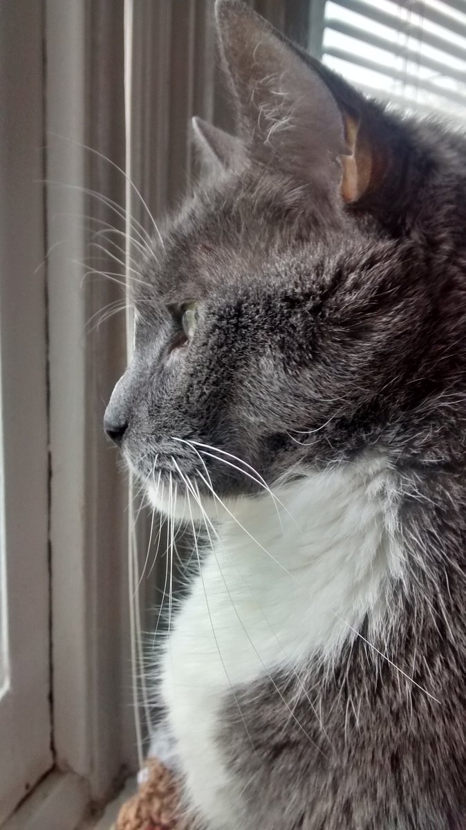 SillyFrogger's tweet photo. Remembering Frogger @SillyFrogger - Gotcha Day 7 July 2012-OTRB 30 March 2018. Always loved. https://t.co/kgZodBVw8h