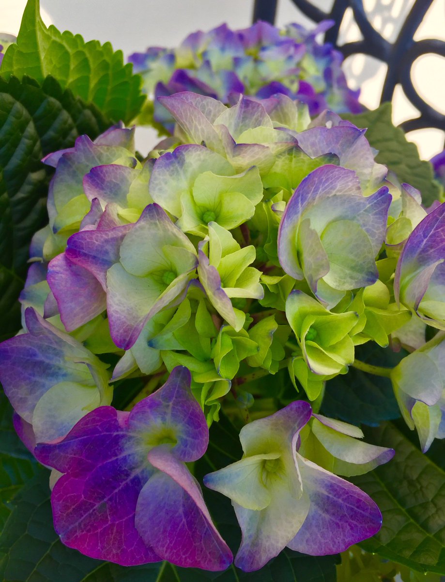 We are open on Mother’s Day 9-12 for any last minute gifts #mothersday2019 #sundayshopping #suffolkflorist #bethanyrose #saxhighstreet #bluehydrangea