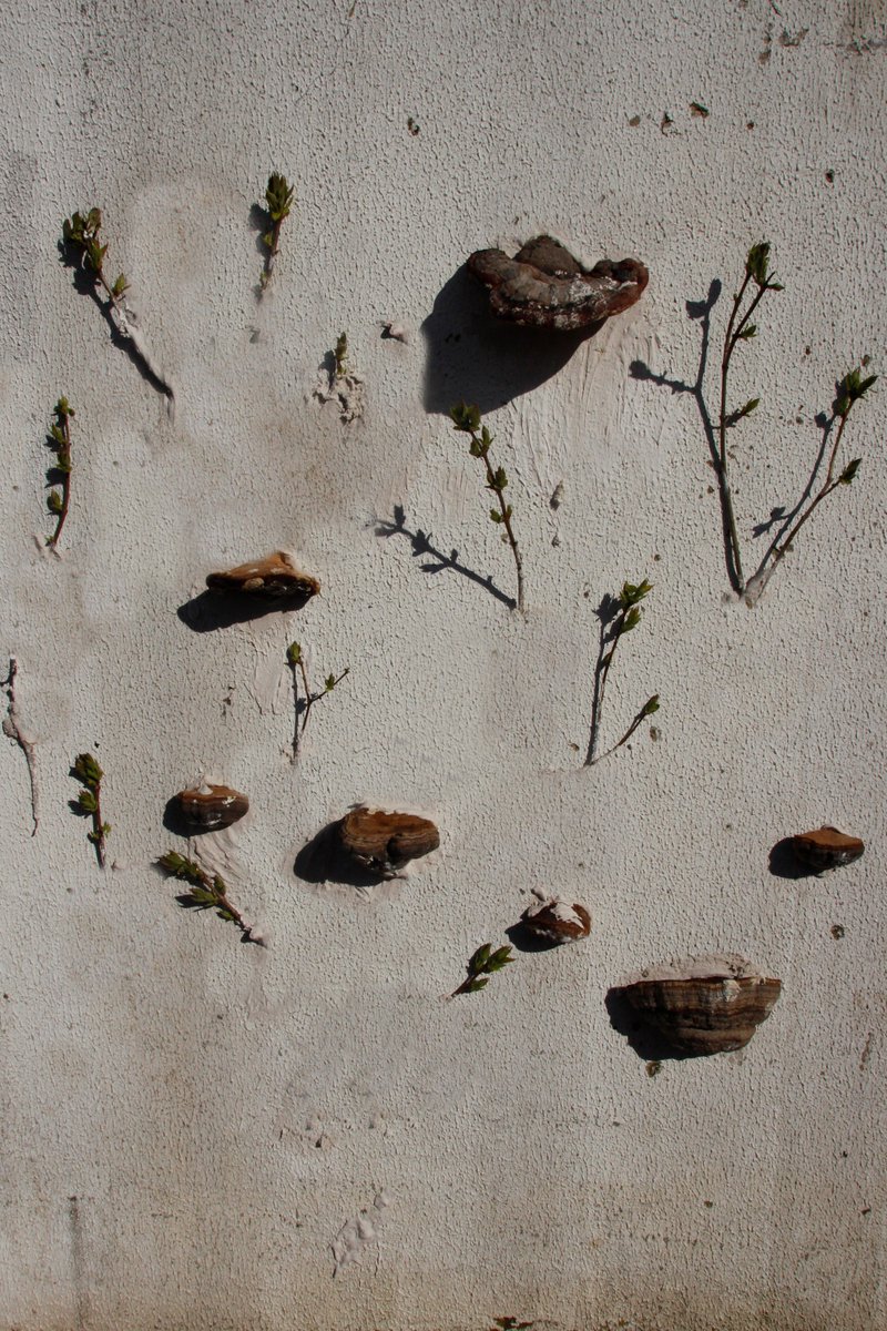 artcycling's tweet photo. my last night- illegal #urbanart #action ;) to make the city more #surreal; i took the plaster, water and my collection of #bracketFungus and fixed it to some wall (found and without any permission), Hope it will bring some dream and poetry in our very every day ;) #urbanart https://t.co/qwAqJ7n84M