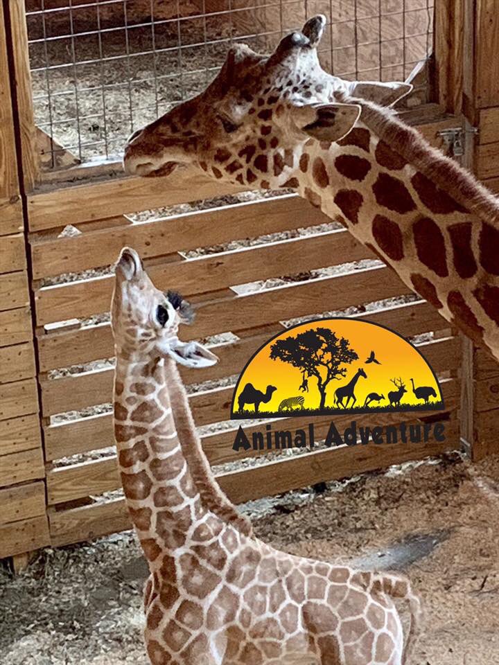 April The Giraffe tweet media