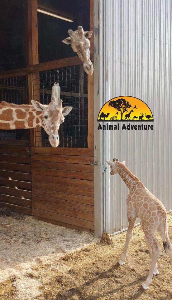 April The Giraffe tweet media