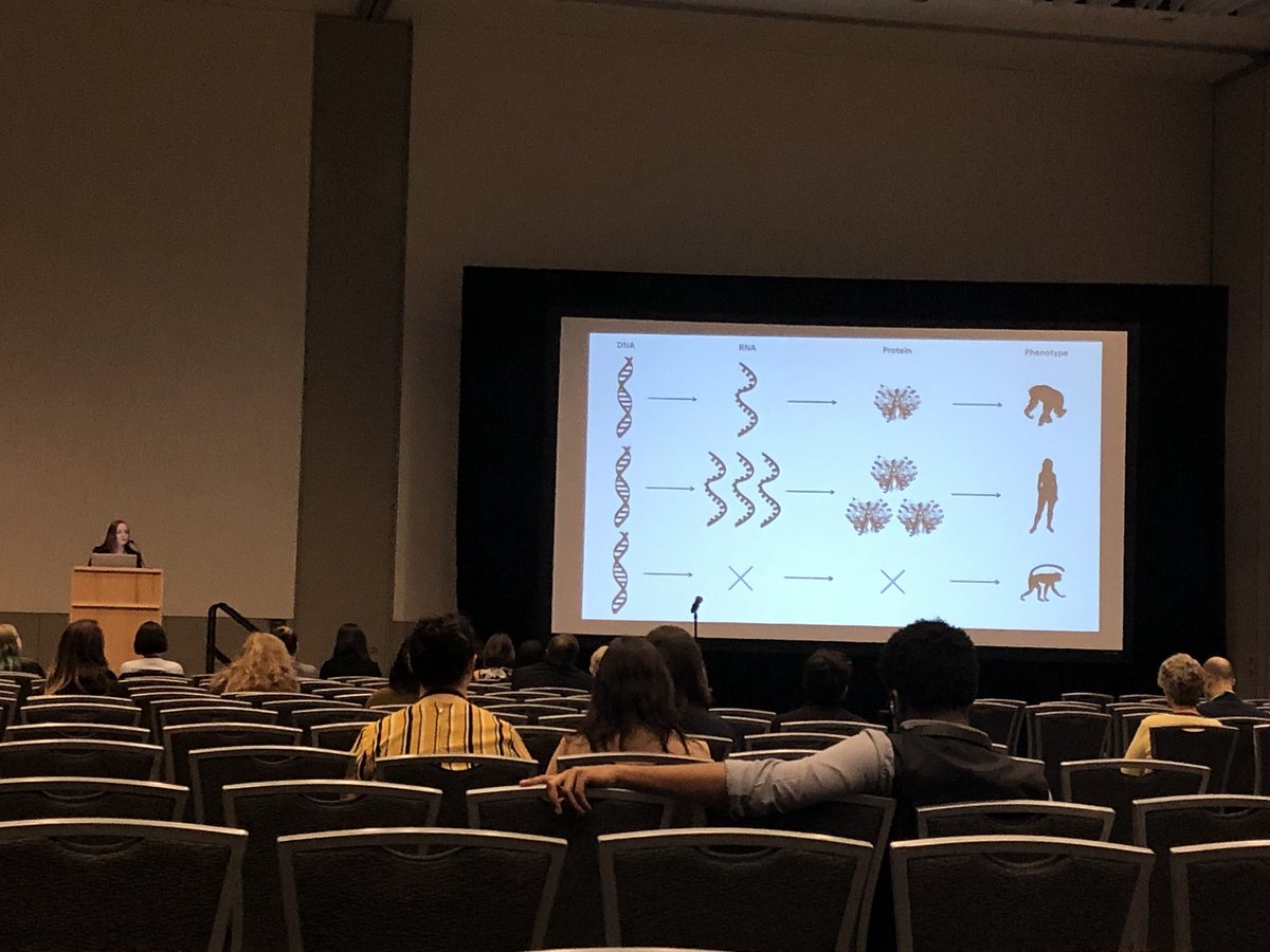 mitoPR's tweet photo. And now in the epigenetics symposium, my #foreverlabmate @gahousman presents the best visual description of how gene regulatory differences may underlie different phenotypes! Talking about collab work on how regulatory changes have shaped human vocal anatomy #AAPA2019 https://t.co/UnE3jV5Z45