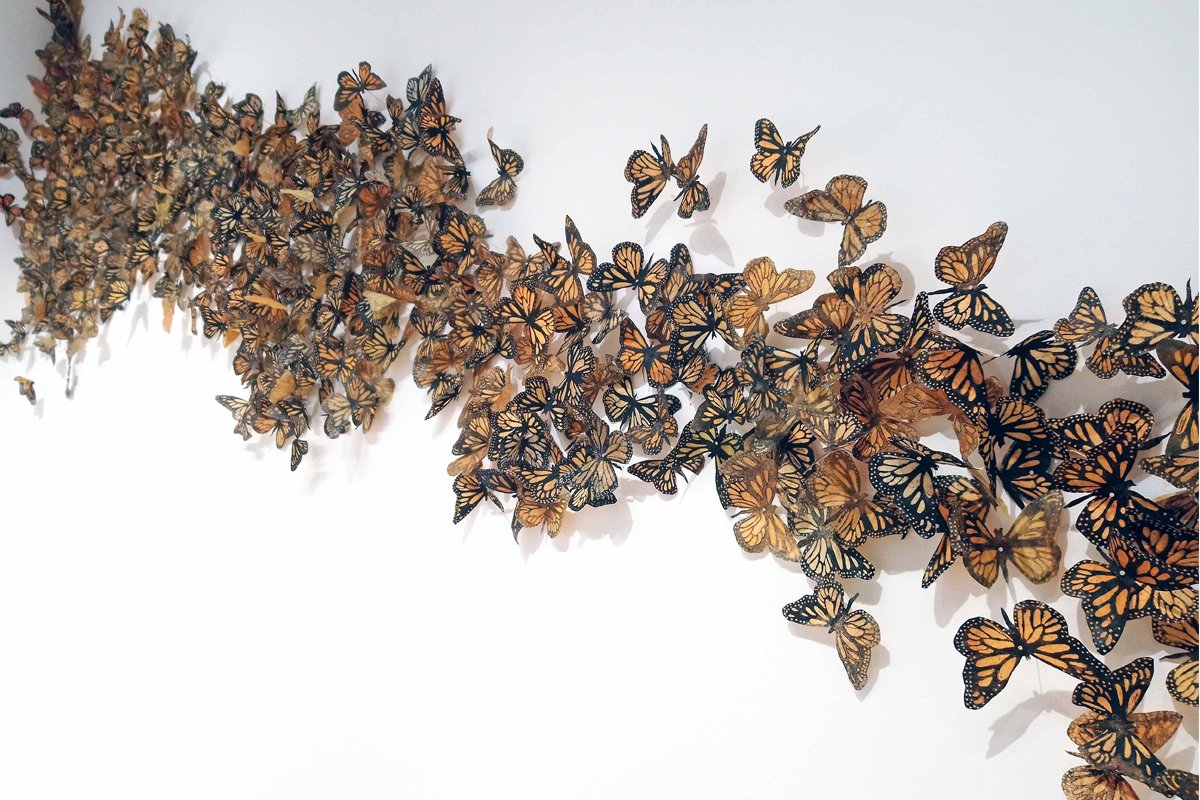 openstudioTO's tweet photo. Beautiful printed #butterflies by Liz Menard! Check out Menard's exhibition titled 'Monarchs, Mexico and Milkweed' in our Members' Gallery, on display until April20. We're open Mon-Sat 11am-5pm. #Printmaking #Installation #EmergingCollector #TorontoArt Suite #104 @401Richmond https://t.co/Kk8ErefNKx