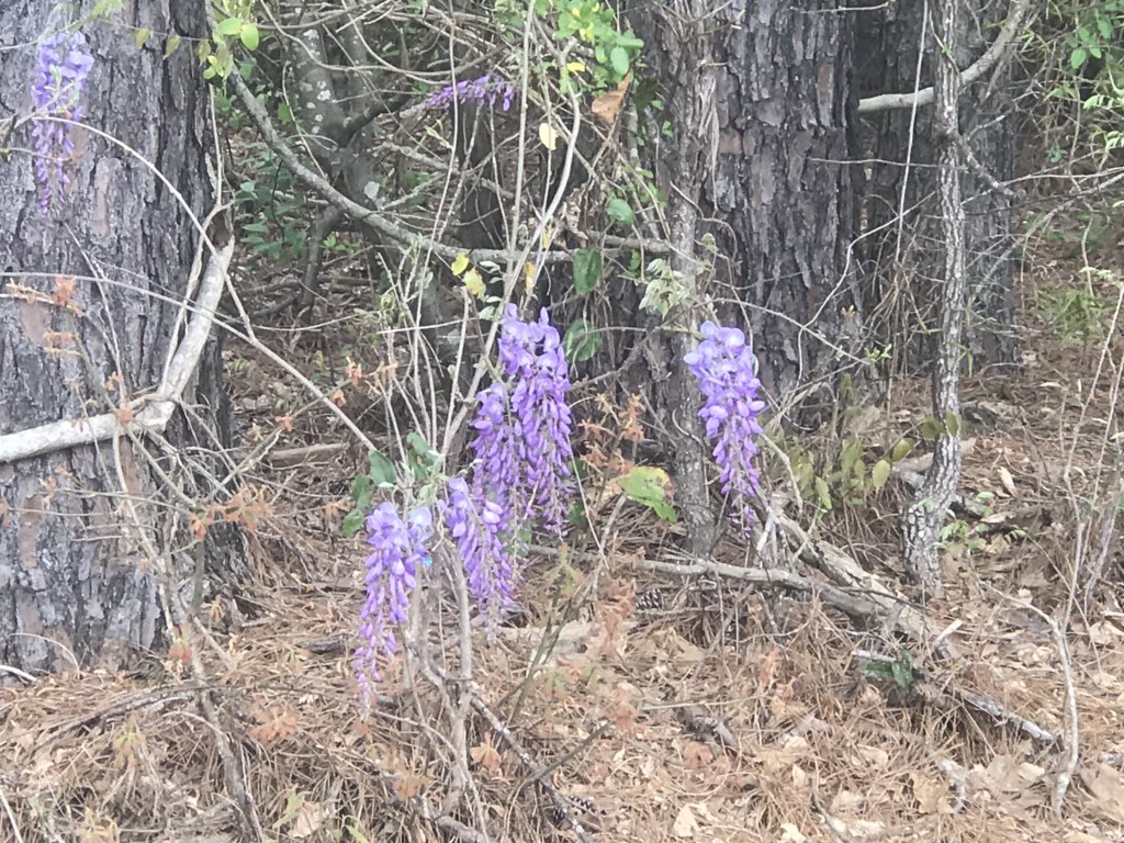 nmscStan's tweet photo. Wisteria starting to bloom. https://t.co/nbmd82iauf