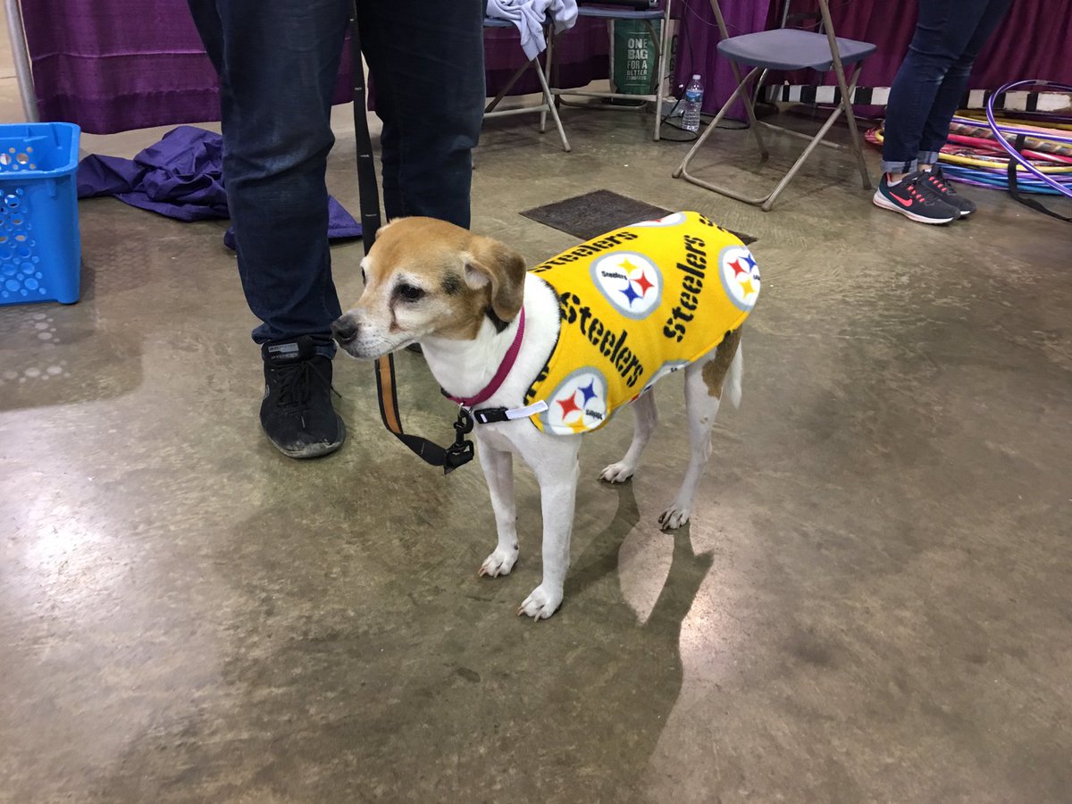 SSDOGS's tweet photo. Canine contestants in the costume contest! #PawsAbilities https://t.co/ntYE57TisV