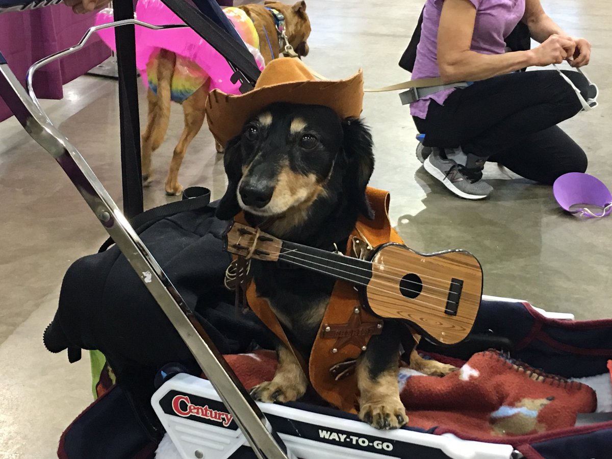 SSDOGS's tweet photo. Canine contestants in the costume contest! #PawsAbilities https://t.co/ntYE57TisV
