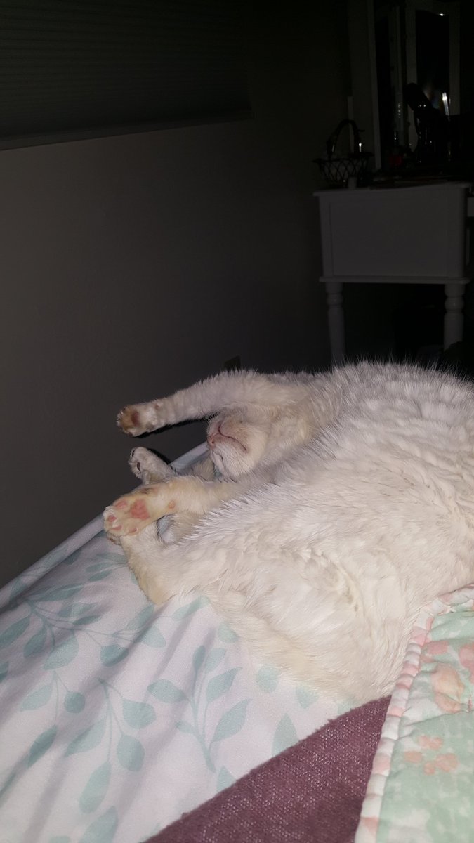 kgrace711's tweet photo. Raise the roof every day, even while you sleep. #cat #catsleeping #ArtemisDove https://t.co/MmZ1KoJJ1w