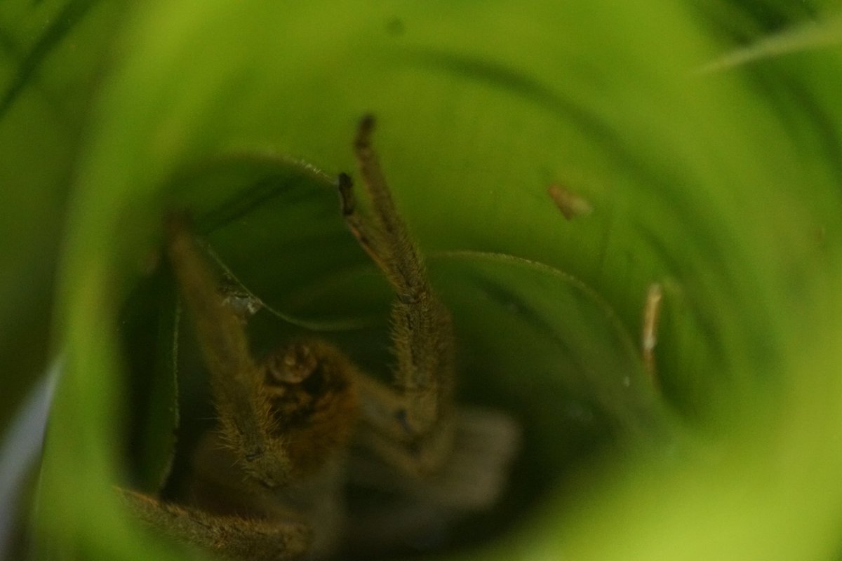 A spider in a bromeliad, Costa Rica
