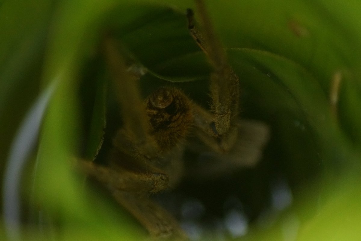 A spider in a bromeliad, Costa Rica