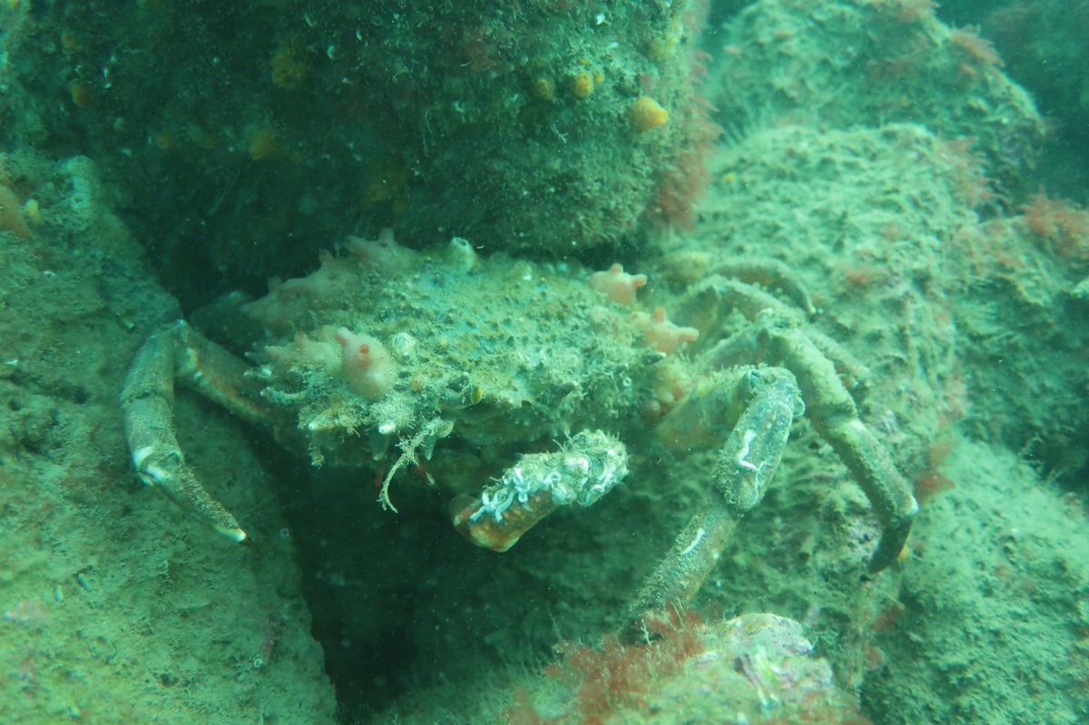 Dr Alice Hall tweet media