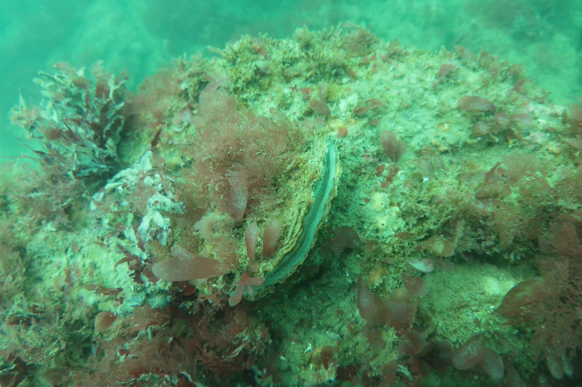 Dr Alice Hall tweet media