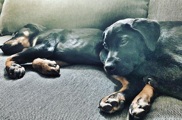 ZacSmall_'s tweet photo. The Broskis are tired after a busy day outdoors soaking in the sun.
All these dogs know is winter living, today was nice & itโs only going to be getting better.
#dogsofinstagram #dog #labrottie #summer #spring #newengland #instadog #puppies https://t.co/fSKby915yU https://t.co/nodWwiu5D6
