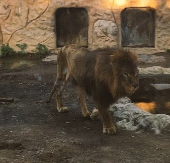 BiologistDan's tweet photo. The Parque Zoologico Prudencio Navarro in #Spain was shut down two months ago for animal abuse. All the animals, including this starving #lion, have been abandoned. The owners won't rehome them. RT to urge federal govt to sieze and save the animals. They need help now! RT https://t.co/vaenea3hH5