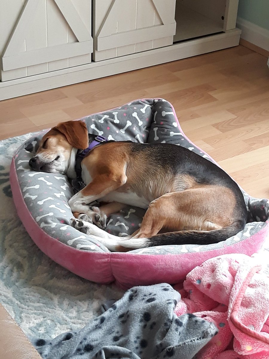 followingPT's tweet photo. This little #beagle has a tough life. Sunbathing on the deck then moving inside to sleep in the crossbreeze with windows open. #beagles @AWLAArlington @DCbeagles @beaglefacts https://t.co/J098rtXStw