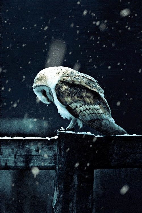 AnimalsWisdom's tweet photo. Sometimes you just have to bow your head, say a prayer and weather the storm.  #wisdomofanimals #learningfromanimals. https://t.co/VzeB5xMKnG