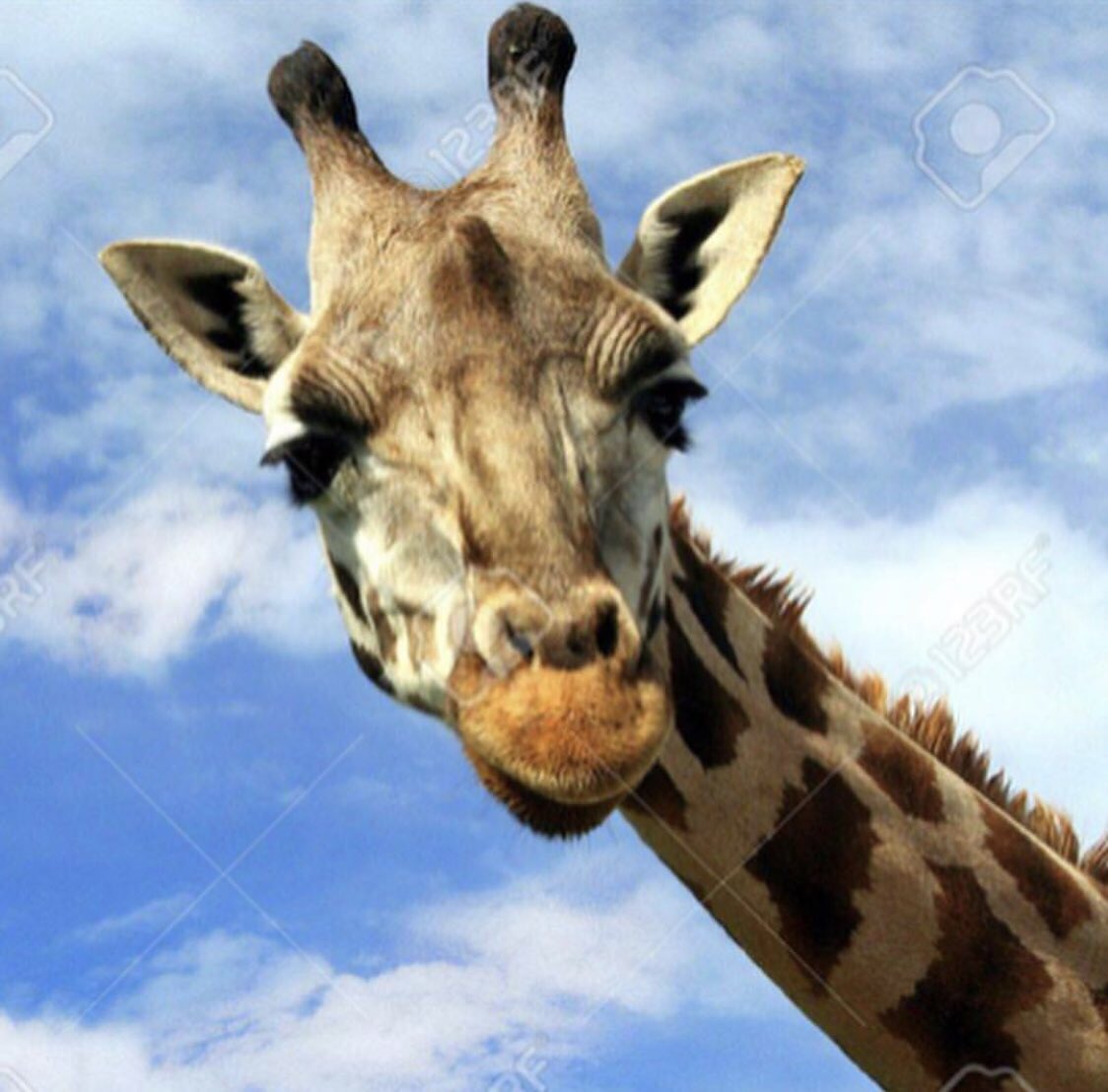 WDWchipotlegang's tweet photo. Look at @SeaveyDaniel glow up 😍❤️🦒 https://t.co/YhXIqx1ZNa