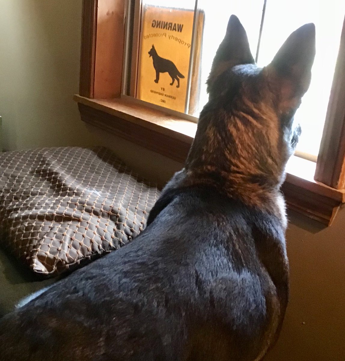 MaryLiles's tweet photo. #PrincessDemi rescued in July 2018....Nosy Neighbor, March 2019.   #SeniorPupSaturday https://t.co/9fKzEoVJiu