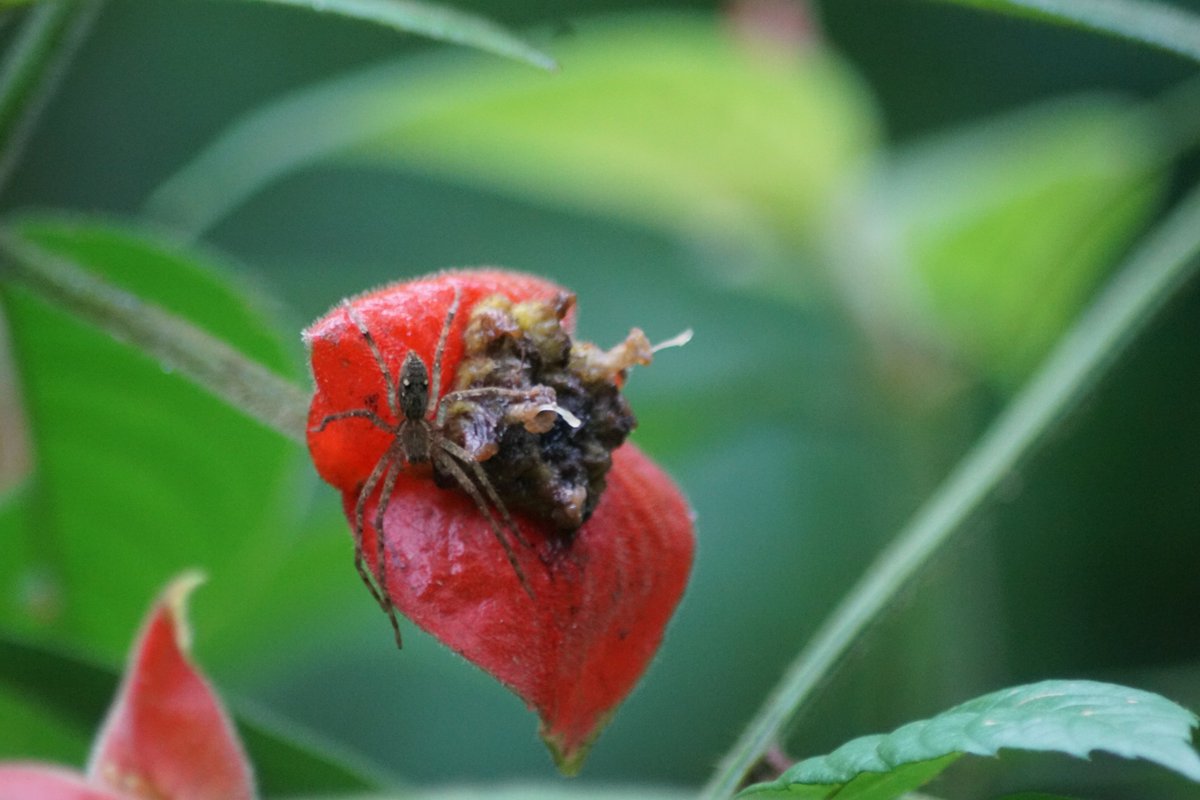 Spider sitting on a 'hot lips' flower in Costa Rica