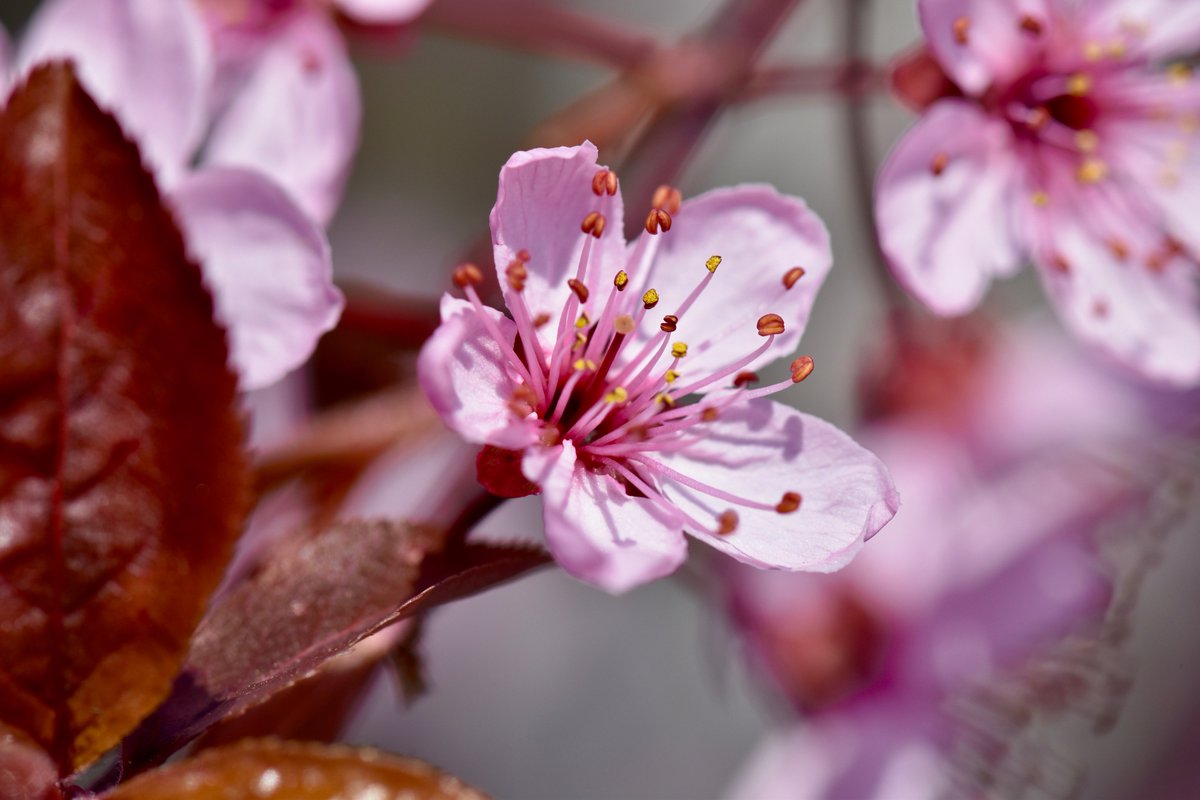 Noten_Lesen's tweet photo. Spring in Berlin! 🌸🌸🌸 Happy Springtime! Happy Weekend! ☀️ #cherryblossom #SpringTime #photography #Berlin https://t.co/7uZHNFmtUz