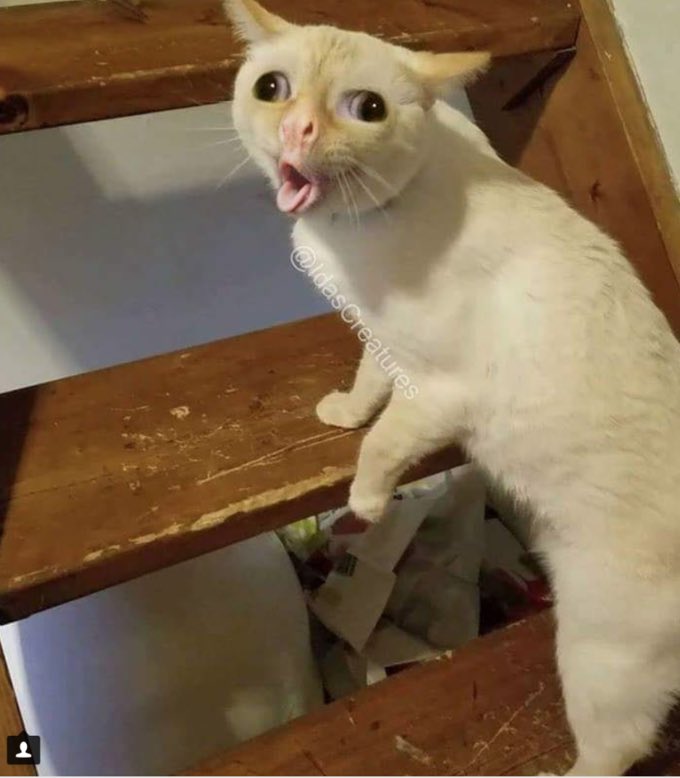 mariahpetty_'s tweet photo. The cat meme will never get old https://t.co/sx5cjsoziq
