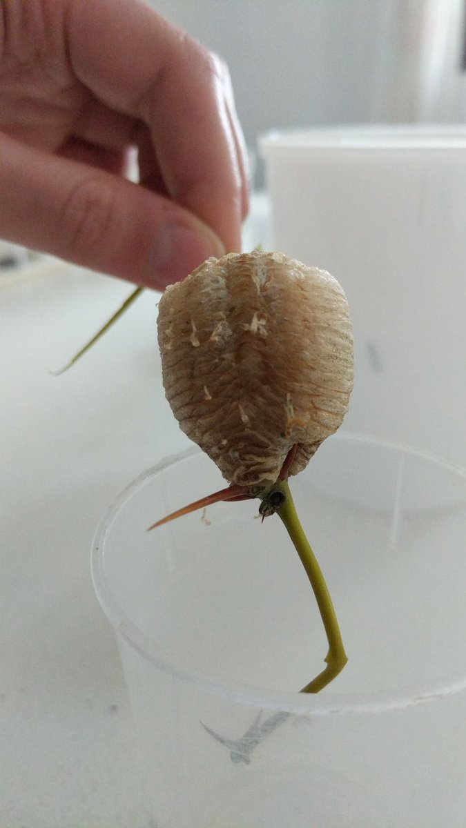 NeilJGostling's tweet photo. And so it begins, @sotonbiosci #Bolonia2019FieldTrip. We're on our way to Gatwick N Terminal. We'll see all of the @BioSocSoton students in a few short hours. What will we see this year? Here's a couple of last year's finds. #Ecology #fieldbiology https://t.co/Sr48Am0KoZ