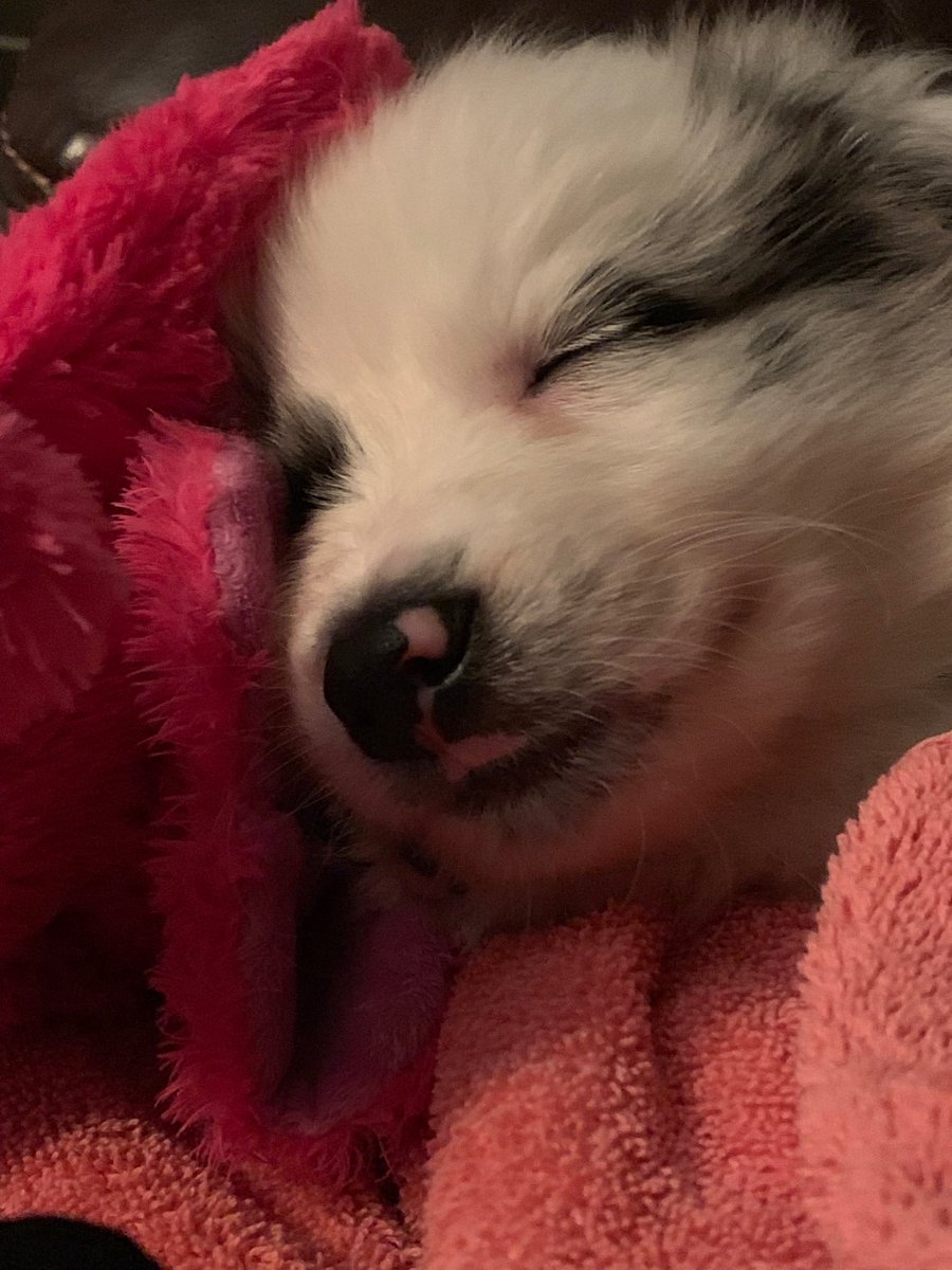 pinkelefunt7's tweet image. Looks like he’s smiling #puppymom #puppylove