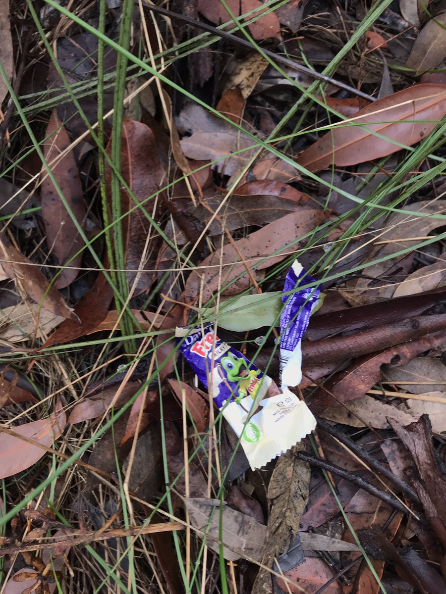 jodirowley's tweet photo. Not the kind of #frog I like to find on a bush walk. #FreddoFrog https://t.co/lr3rtyWJAV