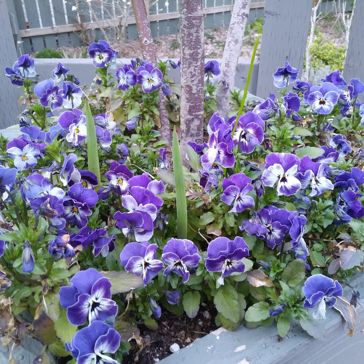 Jensenkpj's tweet photo. Crazy winter #pansies go wild in #Spring https://t.co/JRcLlyqtgJ