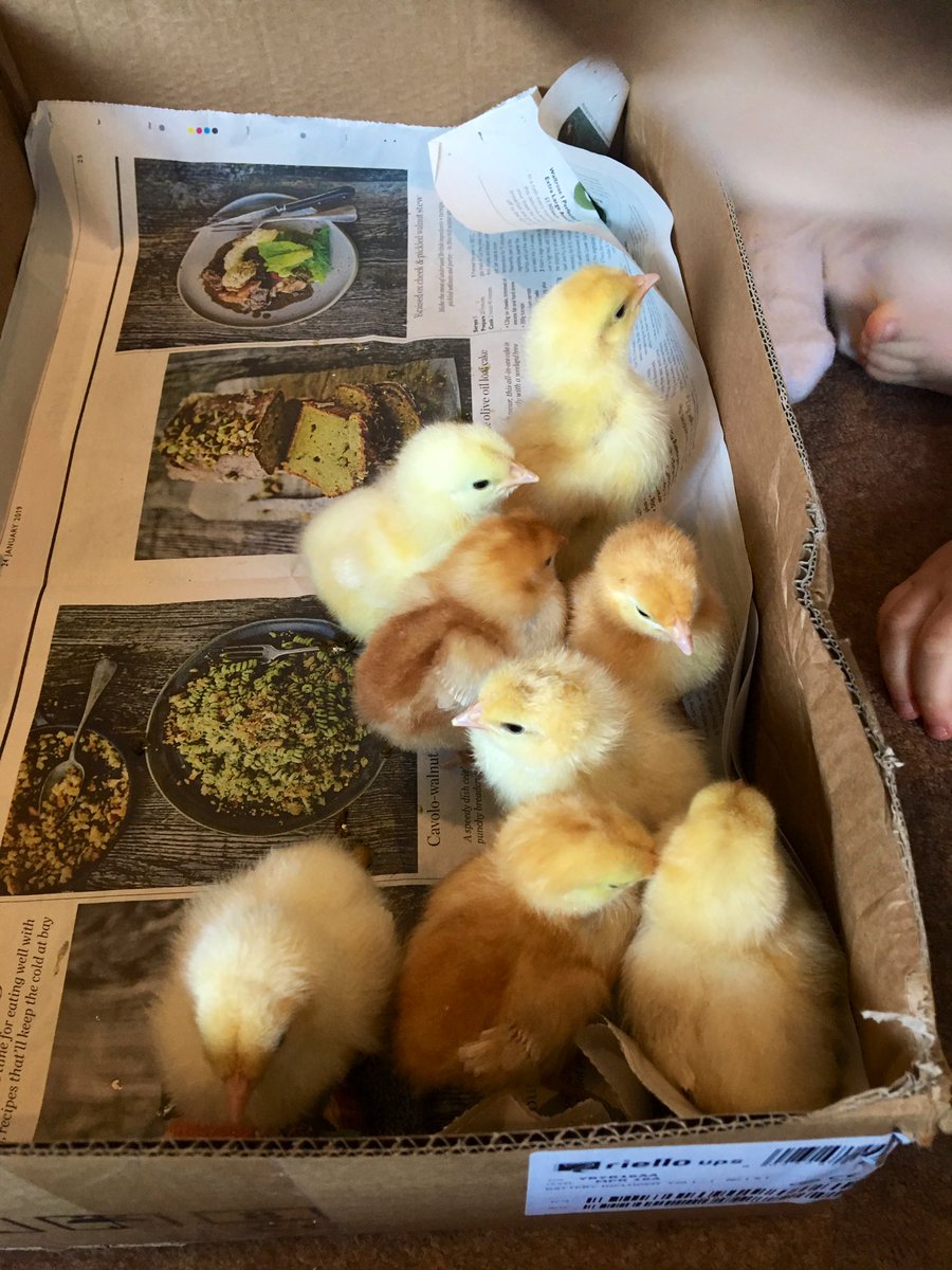 BCL_Jason's tweet photo. Weekend at home looking after the local school pets. 3 Days old bless 🐣🐤🐥 Bit of a different weekend 😳 warning noisy when hungry. Recycling a @riello_ups_uk box 😂 https://t.co/hkvaTYtVfx