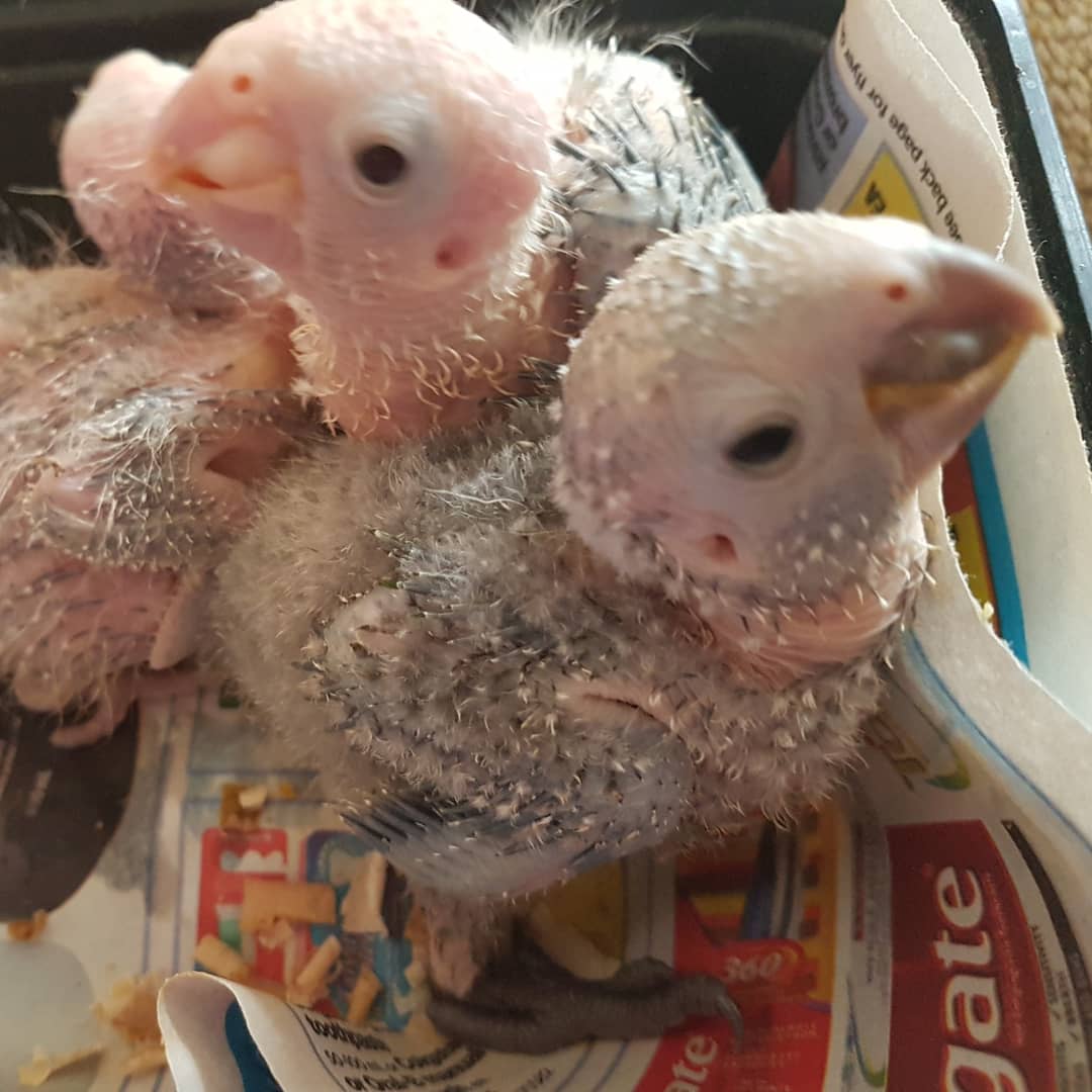 FeathersnB's tweet photo. Are we adorable or what?

#conure #gcc #greencheekconure #yellowsidedconure #pineappleconure #turquoiseconure https://t.co/ttbMUDLsgG