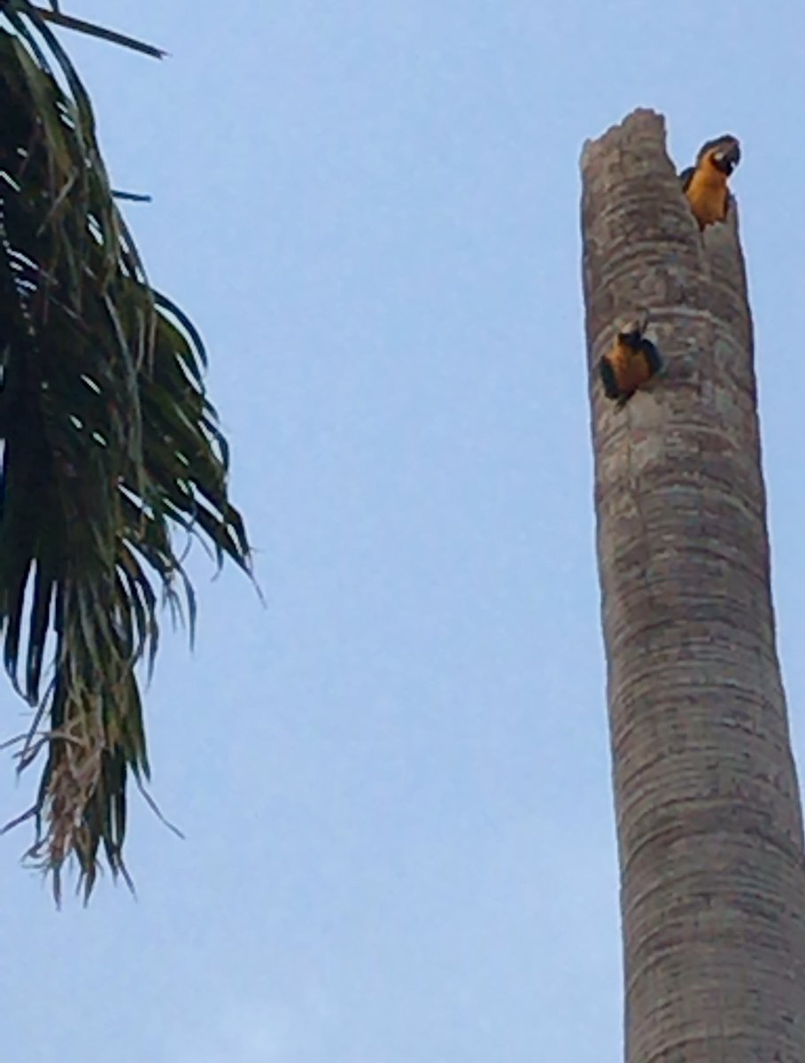 El apagón de anoche trajo consigo a un gallo que esta mañana estaba en el techo de mi casa (pdos del este). Canta a deshoras y tiene desconcertadas a las guacamayas, que desde su nido lo miran con extrañeza. Si conoces al dueño de “apagón” -así lo llamamos- escríbeme por DM.