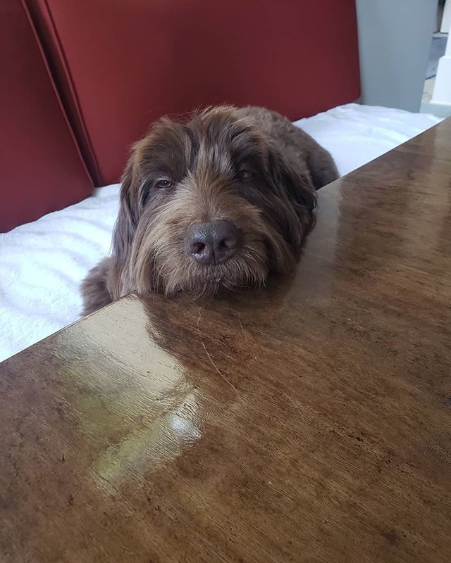ThePetProvider's tweet photo. #saturdays are for #snoozin even if it's at the breakfast table
#doodlesofinstagram #labradoodlesofinstagram #chocolatedoodlesofinstagram #dogsofinstagram #dogwalksofla #dogwalksofinstagram #dogwalker #doggiedaycare #doggiedaycareofinstagram #dogsitter … https://t.co/fDXOEcyhV3 https://t.co/inmknoaL36