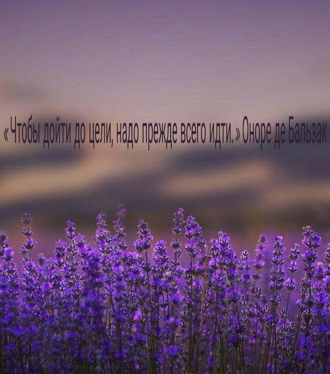 сиреневые обои. сиреневые цветы вертикальные. исландия лавандовое поле. лавандовый цвет. фиолетовые цветочки.