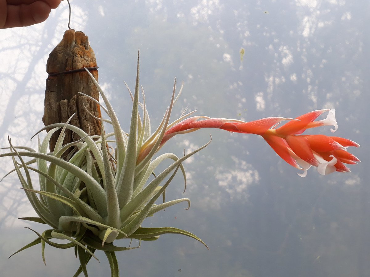 Tillandsia - subsecundifolia