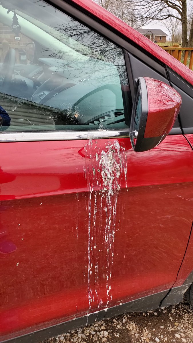 yeehaw72's tweet image. The bird that does this daily is officially at the top of my most wanted list #spring #wanted #badrobin