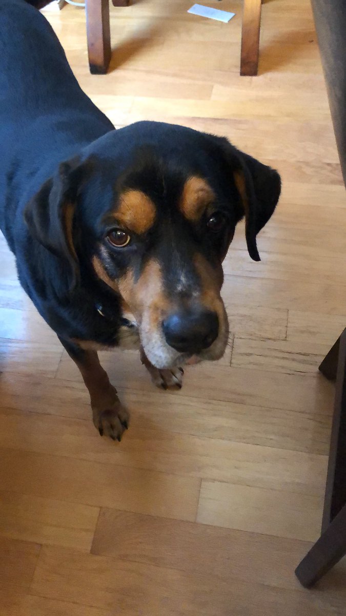 CalvinTheMTGDog's tweet photo. Staring down my Twitter assistant @suzieboozieb for the SNACKS that I am DUE. #looklady #feedme #mtgdog #doyallseethisabuse #calltheASPCA https://t.co/Z80IOH7hXp