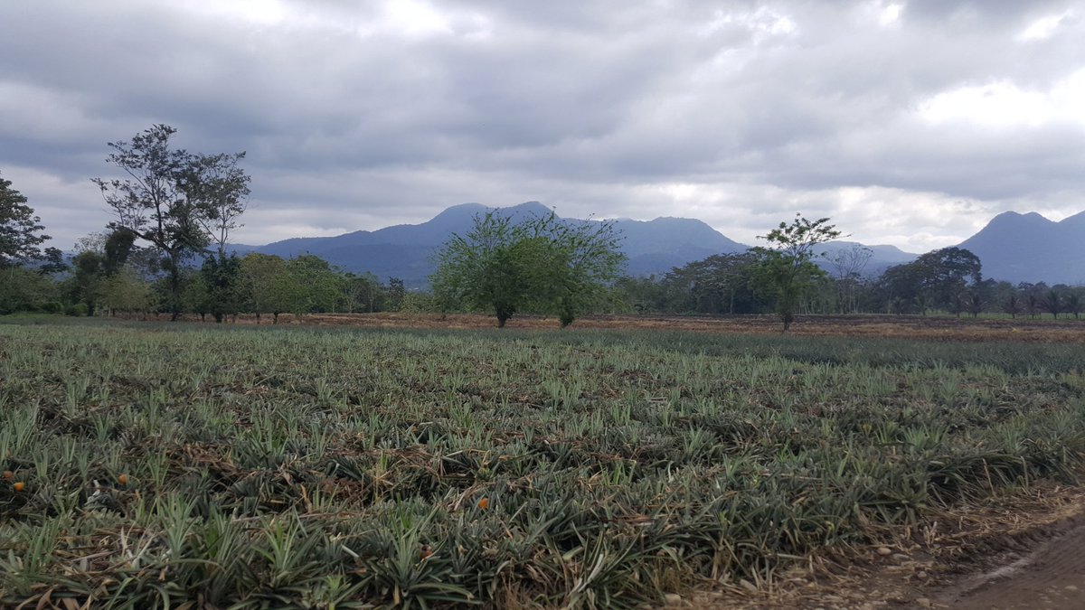 science_nchs's tweet photo. @naperville203 @napervillecentral NCHS students started the day zip lining over Costa Rica rainforest, explored the Arenal Waterfall, and learned about pineapple farms. #nchsduckbreak #inspire203 #eftours https://t.co/jVFfAbUGJG
