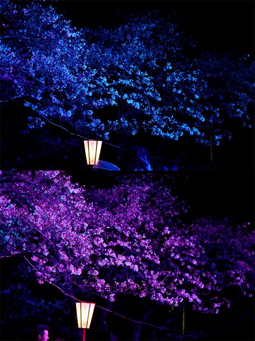 幻想的のtwitterイラスト検索結果