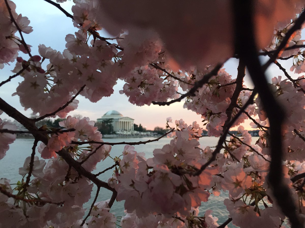AmandaCorcos's tweet photo. #cherryblossoms #CherryBlossomDC https://t.co/ASrK2zsMK1