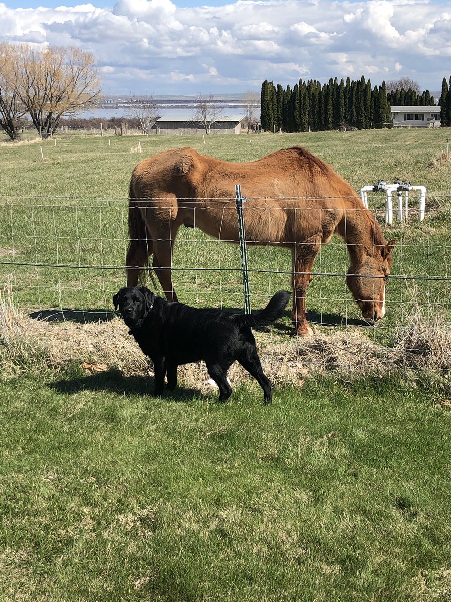 kym_rdschick's tweet photo. #spirit and #kole puppy my #English lab https://t.co/vMBEzjhJ3L